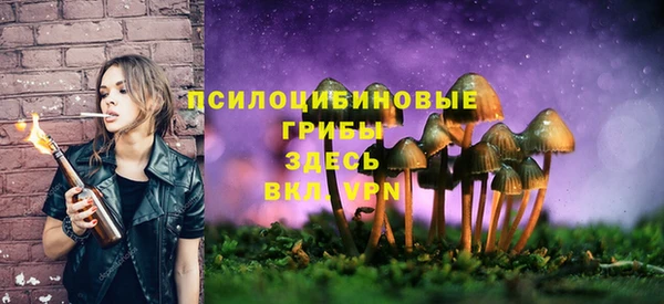 хмурый Аркадак